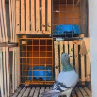 کبوتر مسافتی ماده پلاکی