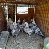 کفتر اصفهانی