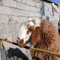 قوچ|حیوانات مزرعه|کنگاور, |دیوار