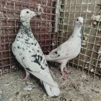 جفت کفتر سار