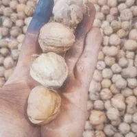 گردو|خوردنی و آشامیدنی|هشترود, |دیوار