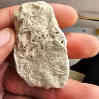 فسیل دریایی