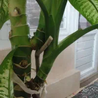 گل وگیاه|گل و گیاه طبیعی|مراغه, |دیوار