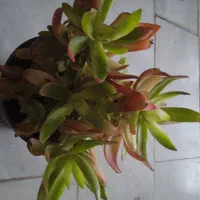 سنگ عتیقه|کلکسیون اشیاء عتیقه|بروجرد, |دیوار