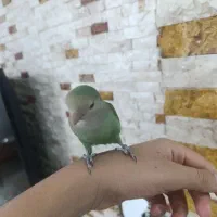 طوطی کوتوله برزیلی نر فول دستی|پرنده|شهرکرد, |دیوار