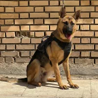 سگ ژرمن شپرد ماده یکسالونیم با سابقه زایمان فی۴م ت