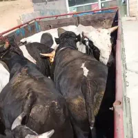 فروش‌گوساله‌ی‌نر‌چاق