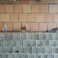 کبوتر سرحال