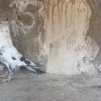 پرنده|پرنده|مشهد, هنرستان|دیوار