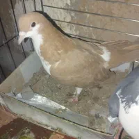 کبوتر|پرنده|حمیدیا, |دیوار