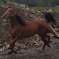 کره مادیون عرب کرد دو سالو نیم