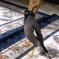 مرغ مینا سخنگو کاملاً دستی|پرنده|شیراز, شهرک امام حسن|دیوار