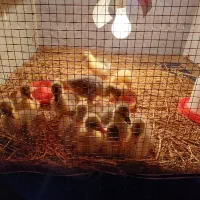 جوجه مرغ و جوجه غاز