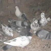 کبوترپرشی|پرنده|چادگان, |دیوار