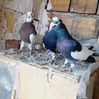 کبوتر|پرنده|کرمانشاه, |دیوار