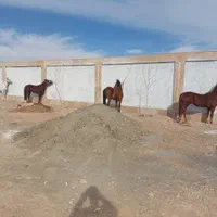 زمین باغ ویلا ملکی کلاکوب شاهنامه ۶۷