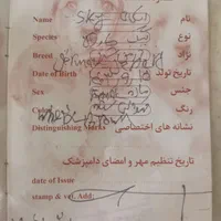 ژرمن ماده درشت زیر یک سال|سگ|لاهیجان, آهندان|دیوار