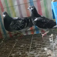 کبوتران مسافتی