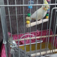 طوطی عروس هلندی