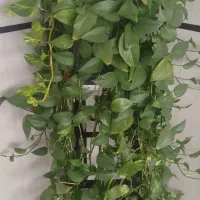گل آپارتمانی