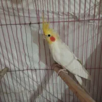 عروس هلندی لوتینو نر|پرنده|تهران, جوادیه تهرانپارس|دیوار