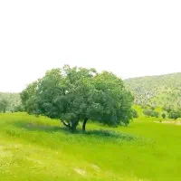 خوازم سرویس