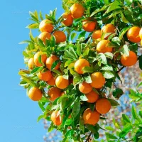 پرتقال درجه یک