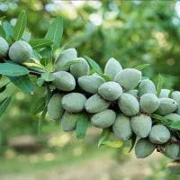 نهال بادام تونو|خدمات باغبانی و درختکاری|کوهپایه, |دیوار