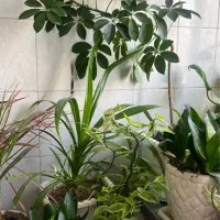 گلهای سالم و سرحال|گل و گیاه طبیعی|اراک, |دیوار