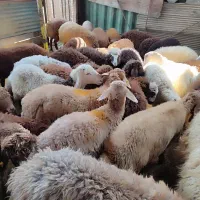 گوسفندمزرعه طبیعی