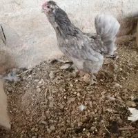 گلین طوسی|حیوانات مزرعه|شیراز, کوشک میدان|دیوار