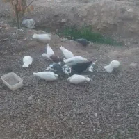 فروش کبوتر|پرنده|یاسوج, |دیوار