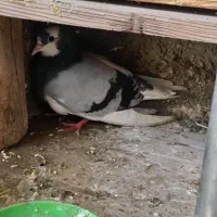 کبوتر تک پر