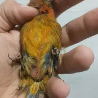 قناری ماده دارچینی سوخته اروجینال آماده|پرنده|بجنورد, |دیوار