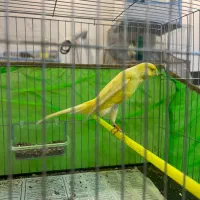 قناری ماده سوپر