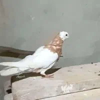 کبوتر|پرنده|گرگان, |دیوار