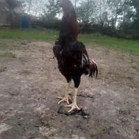 خروس لاری آس