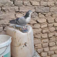 نر ماده پور فروشی|پرنده|نجفآباد, حومه نجف آباد|دیوار