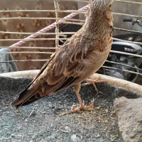 سهره خاکی نر مست مست|پرنده|قم, شاه سید علی|دیوار