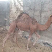 شتر
