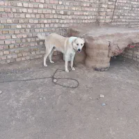 سگ افغان