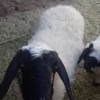 میش چهارزه فروشی دوقلوزا|حیوانات مزرعه|مود, |دیوار