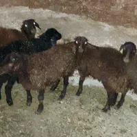 بره بهاره|حیوانات مزرعه|تکاب, |دیوار