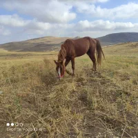 اسب جوان|اسب و تجهیزات اسب‌سواری|اهر, |دیوار