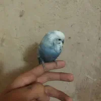 مرغ عشق|پرنده|تبریز, |دیوار