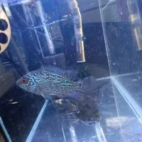 2تا ماهی فلاور کامفا|ماهی|ری, شهادت|دیوار