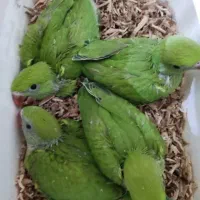 فروش انواع طوطی ملنگو و عروس هلندی|پرنده|بیرجند, |دیوار