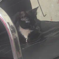 پپر خانم گمشده|حیوانات|یزد, |دیوار