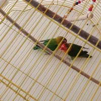 یک جفت کوتوله برزیلی