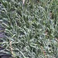 چمن مصنوعی|مصالح و تجهیزات ساختمان|اصفهان, راه آهن|دیوار